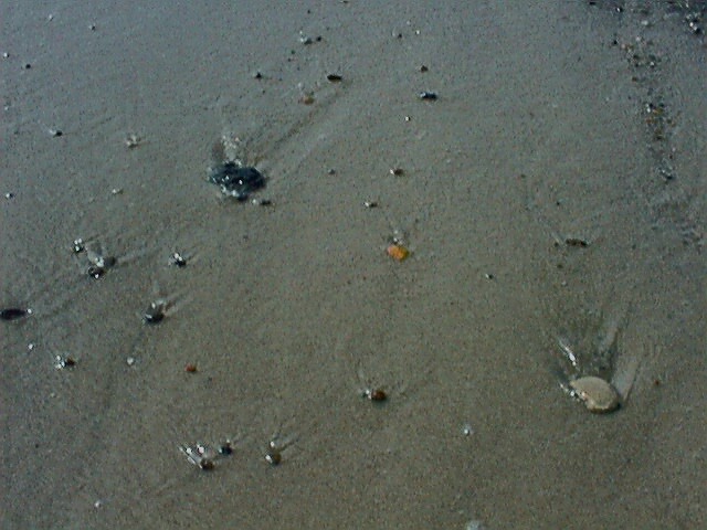 sea20.jpg (78574 Byte)