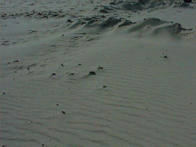 sea4.jpg (65474 Byte)