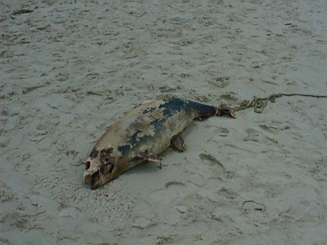 sea6.jpg (76357 Byte)