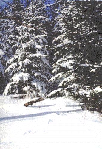 winter1.jpg (68749 Byte)
