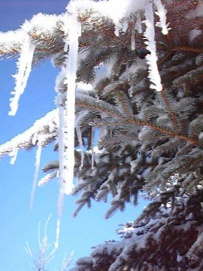 winter14.jpg (53048 Byte)