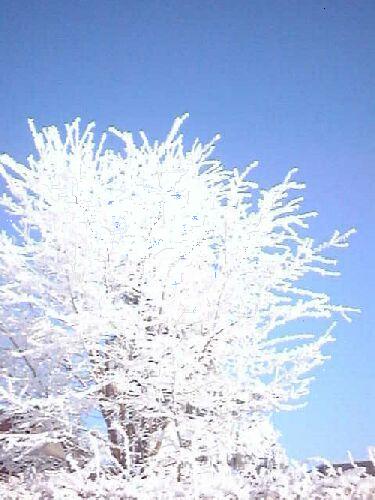 winter4.jpg (53257 Byte)