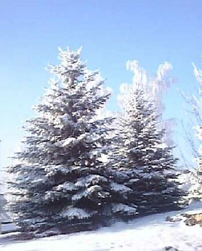 winter6.jpg (40405 Byte)